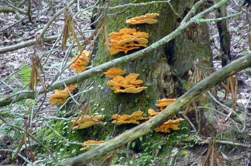 "Log Chickens"