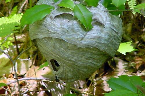 "Guarding the Nest"